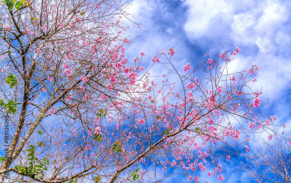 Flowers beautiful natural spring with pink cherry blossoms in the sunshine wonderful Flowers beautiful natural spring with pink cherry blossoms in the sunshine wonderful