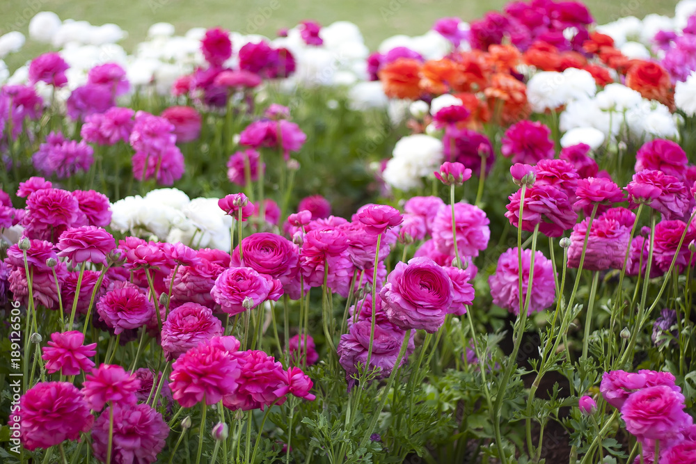Flowers field. Nature spring, summer background with blooming flowers. Rural landscape with multi colored wild flowers Flowers field. Nature spring, summer background with blooming flowers. Rural landscape with multi colored wild flowers