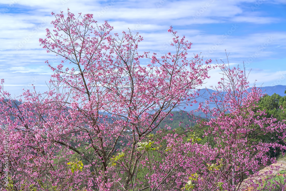 Flowers beautiful natural spring with pink cherry blossoms in the sunshine wonderful Flowers beautiful natural spring with pink cherry blossoms in the sunshine wonderful