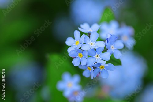 forget-me-not flowers on a green blurred background. blue spring flowers on a green cold background