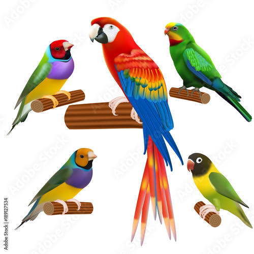 A colorful vector Icons : Parrots and Birds isolated on white