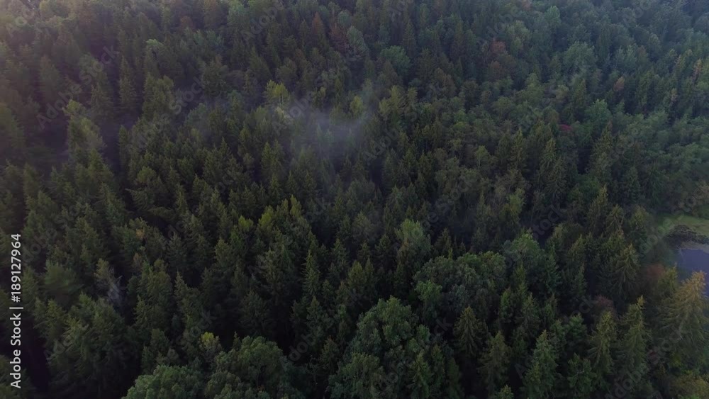 flying above green forest at summer time flying above green forest at summer time