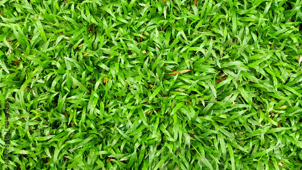 Green grass texture nature background. Can used wallpaper. Green grass texture nature background. Can used wallpaper.