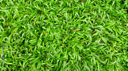 Green grass texture nature background. Can used wallpaper. © Amnuay