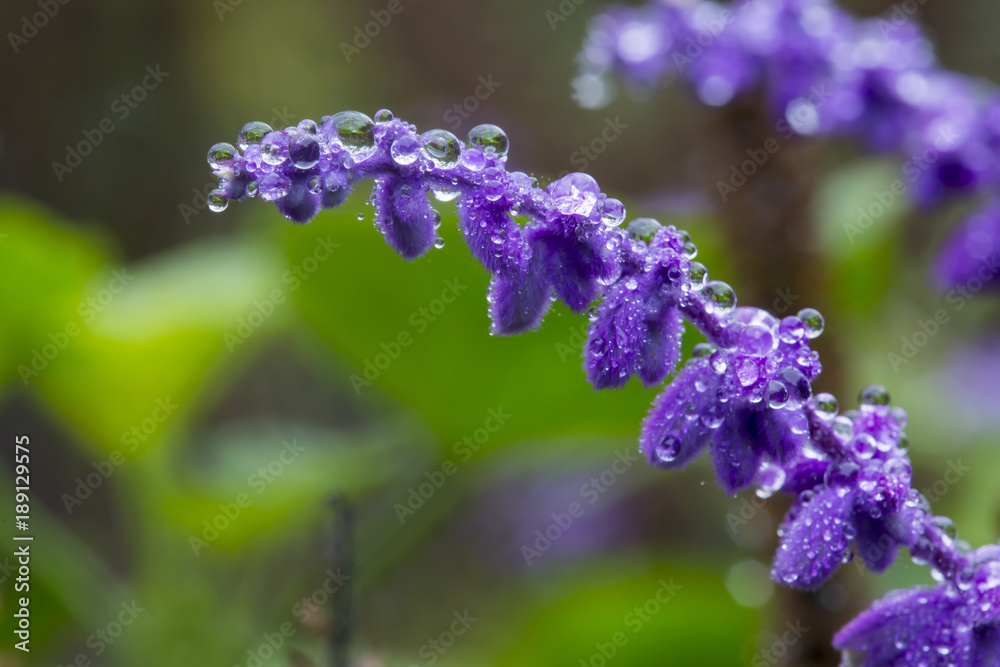 Purple Flower in the Rain