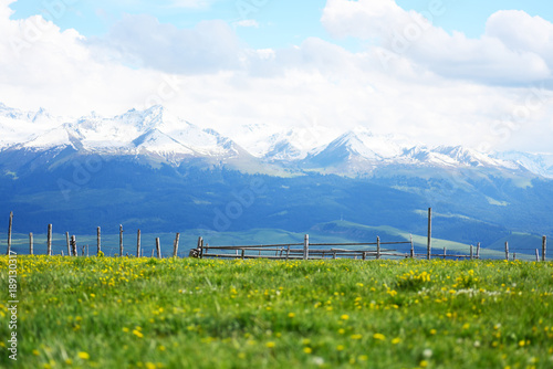 meadow with wild yellow flowers and snow mountains in Xinjiang, China