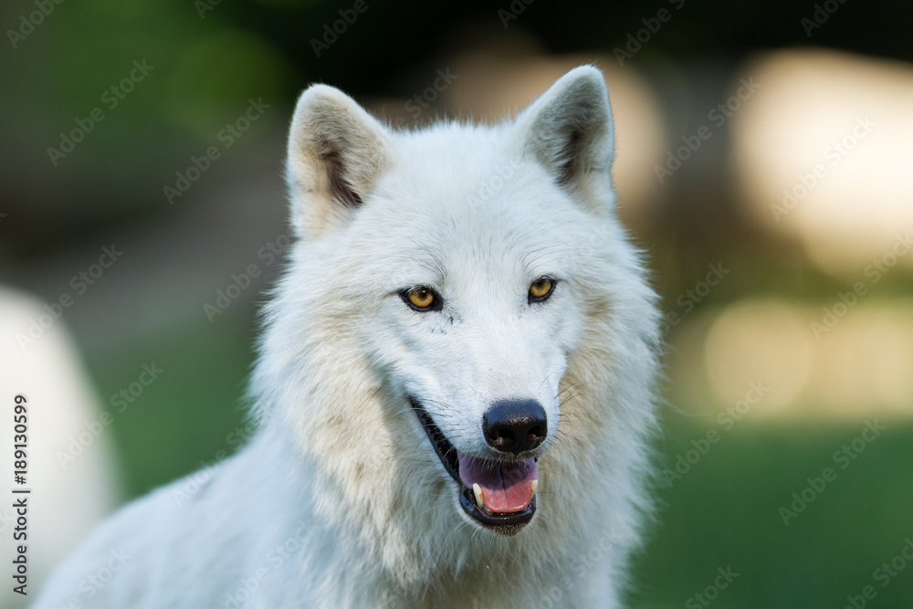 Obraz premium White Wolf Animal