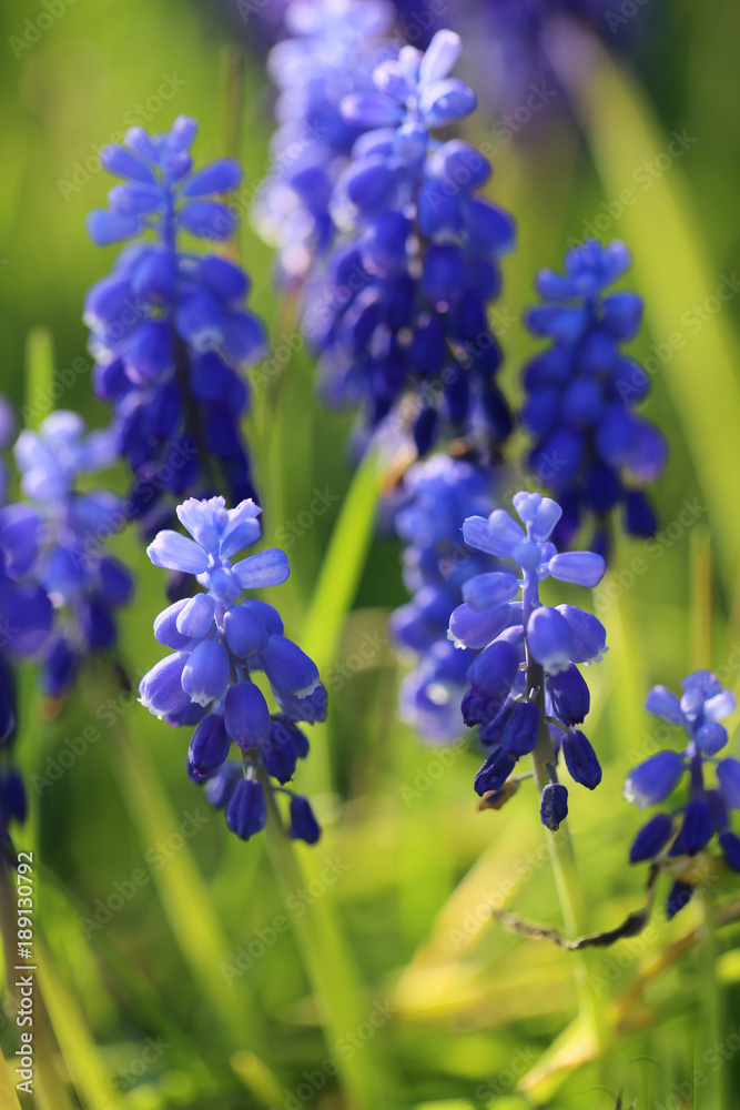 Muscari neglectum. Muscari flower in the green grass. The first spring flowers Muscari neglectum. Muscari flower in the green grass. The first spring flowers