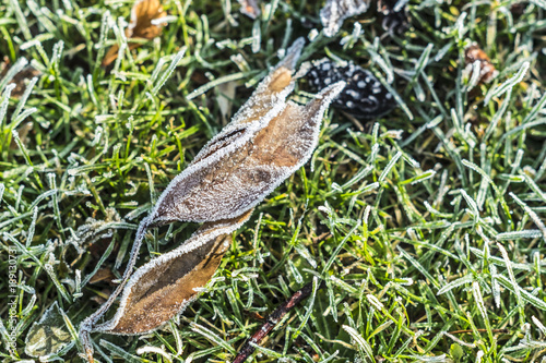 Frozen dead winter leaf with some ice on a green grass park background