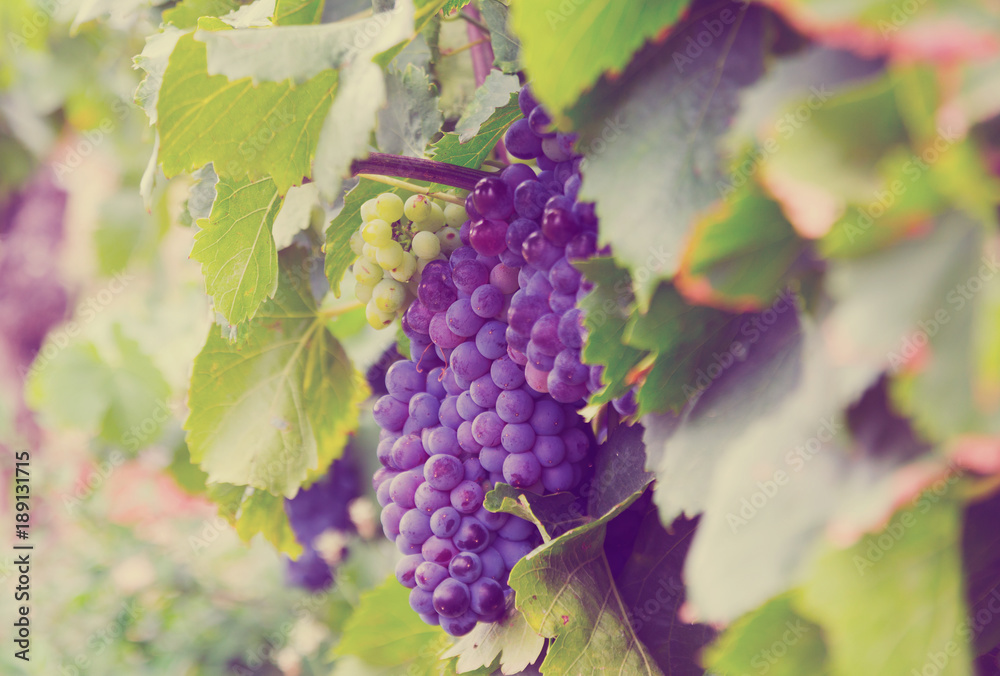 Fototapeta kiść winogron w winnicach