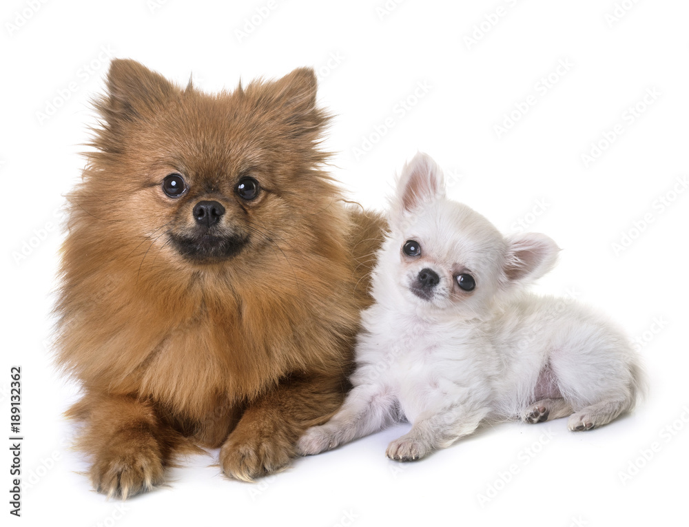 puppy chihuahua and pomeranian