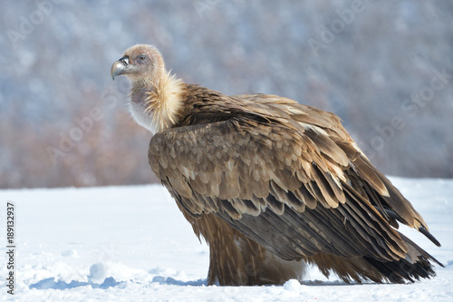 Griffon Vulture in Winter Landscape