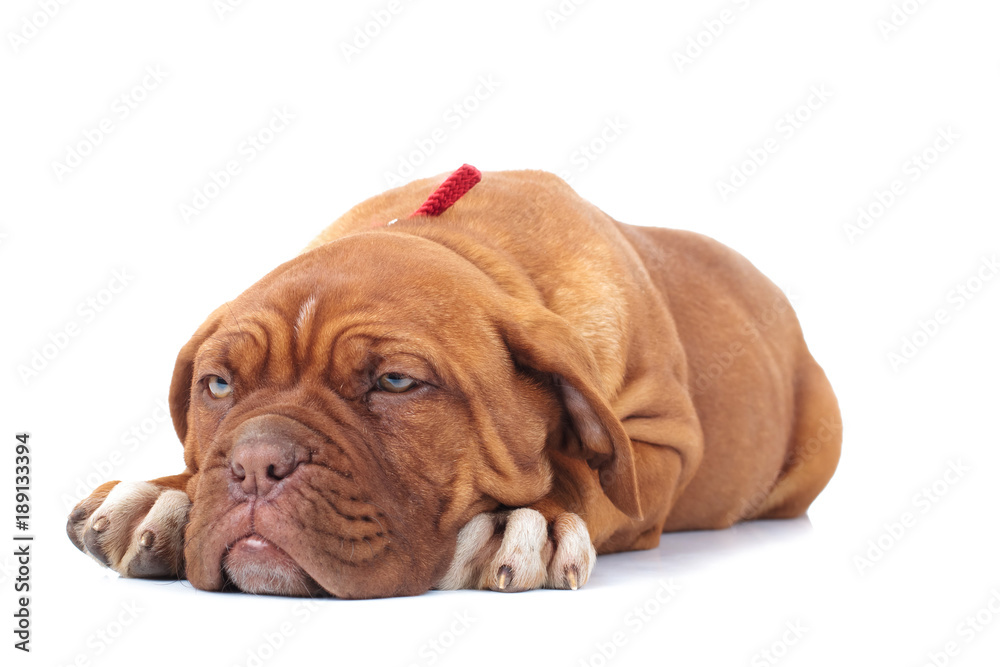 adorable dogue de bordeaux puppy looks very sleepy adorable dogue de bordeaux puppy looks very sleepy