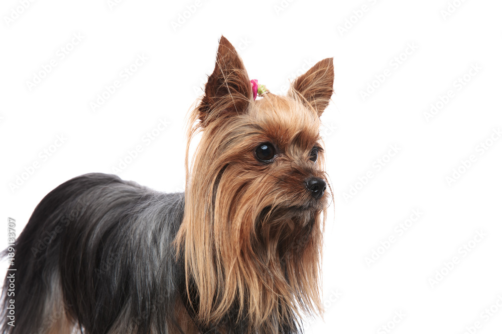 side view of a cute female yorkshire terrier looking away side view of a cute female yorkshire terrier looking away