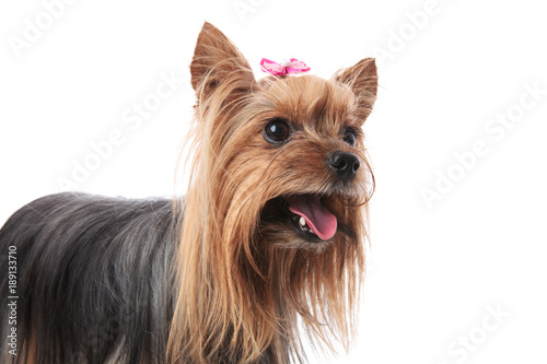adorable yorkshire terrier female dog with mouth open