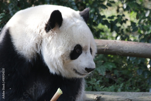 Fototapeta Naklejka Na Ścianę i Meble -  Close-up Giant Panda's Face, Chengdu Panda Base