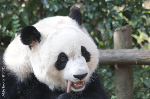 Fototapeta Naklejka Na Ścianę i Meble -  Close-up Giant Panda's Face, Chengdu Panda Base