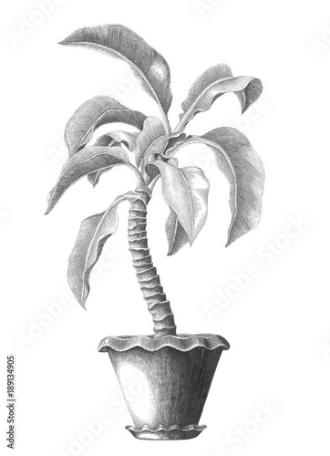 Dieffenbachia tree in flowerpot hand drawing vintage engraving illustration on white background