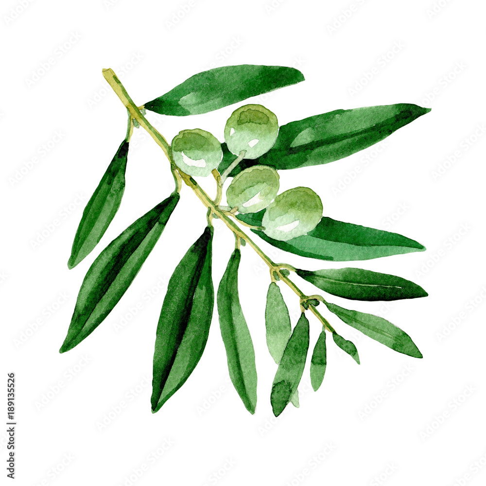 Olive tree in a watercolor style isolated. Full name of the plant: Branches of an olive tree. Aquarelle olive tree for background, texture, wrapper pattern, frame or border. Olive tree in a watercolor style isolated. Full name of the plant: Branches of an olive tree. Aquarelle olive tree for background, texture, wrapper pattern, frame or border.