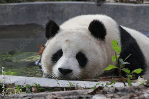 Fototapeta Naklejka Na Ścianę i Meble -  Fluffy Giant Panda rests in the tiny pond, Chengdu Panda Base