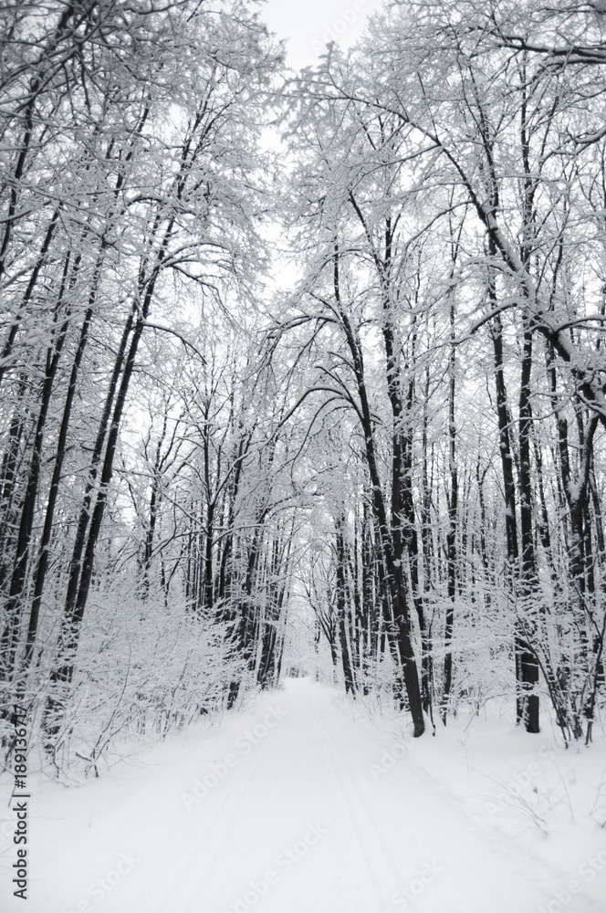 Obraz premium Winter forest (Зимний лес)