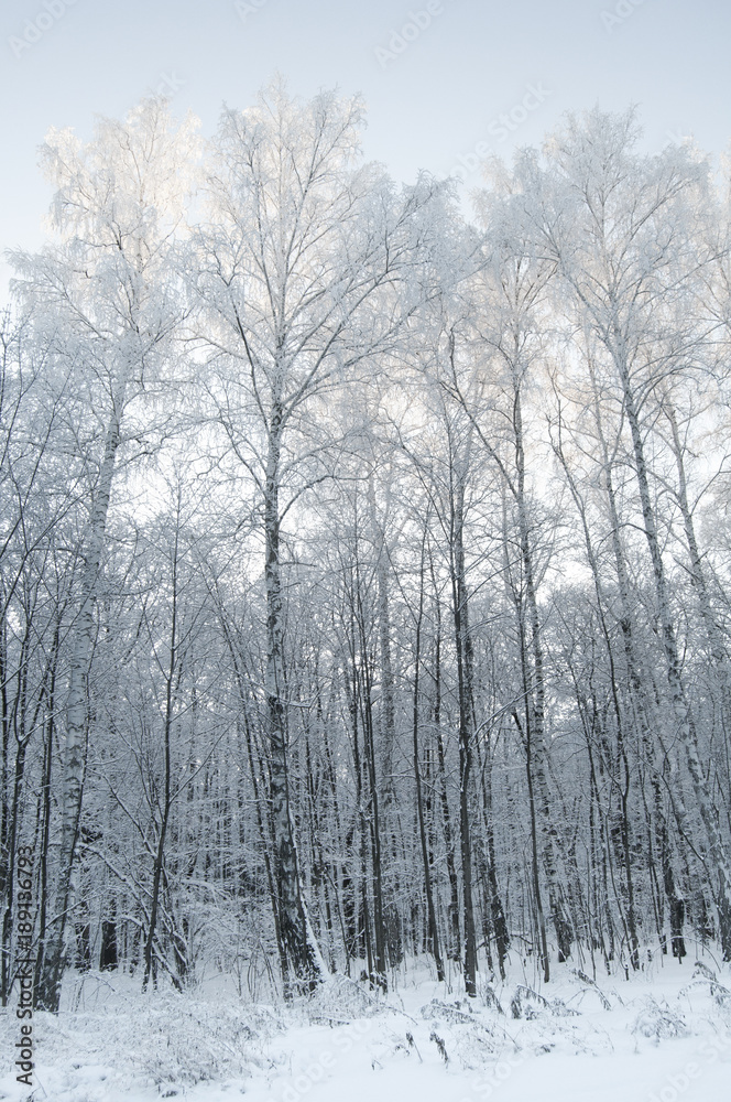 Fototapeta premium Winter birch grove (Березовая роща зимой)