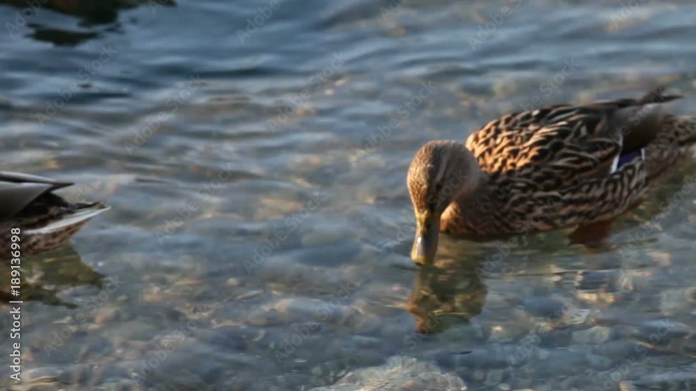 On a cold, sunny December day, some mallards (Anas platyrhynchos) are swimming in the icy waters of the river Ticino, in Italy. On a cold, sunny December day, some mallards (Anas platyrhynchos) are swimming in the icy waters of the river Ticino, in Italy.