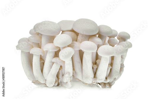 fresh shimeji mushroom white, beech mushrooms or edible mushroom isolated on white background