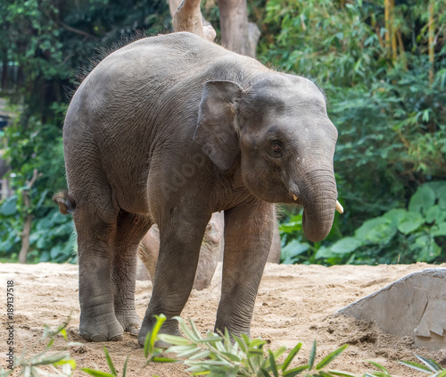 young elephant playing