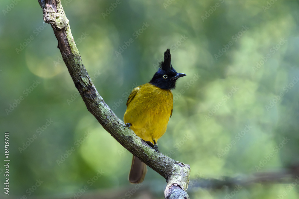 Fototapeta premium Black-crested bulbul perching on tree branch , Thailand