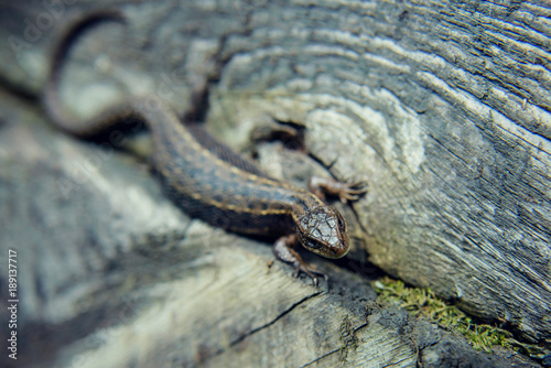 gray lizard in summer forest photo
