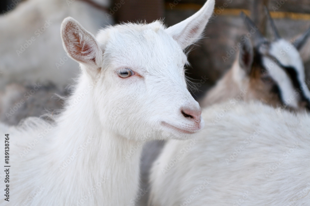 Fototapeta premium white goat without horn with a sad look