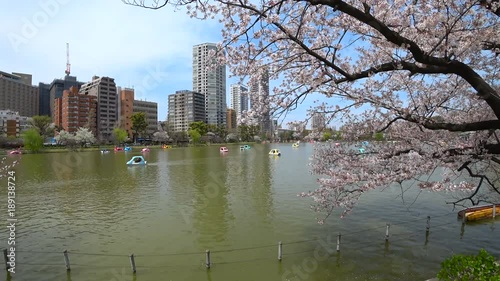 東京　桜　上野公園 photo