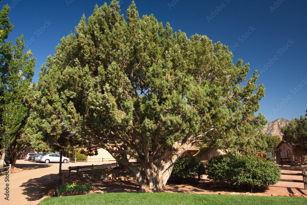 Big tree at the Sedona Airport in Arizona in the USA
