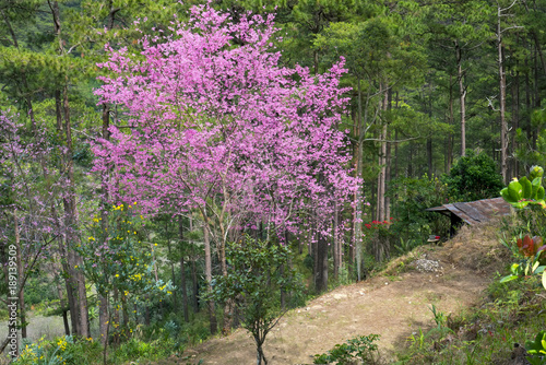 Fototapeta Naklejka Na Ścianę i Meble -  Spring flowers in the small town with cherry blossoms as the foreground decorate the spring air in the Da Lat plateau, Vietnam