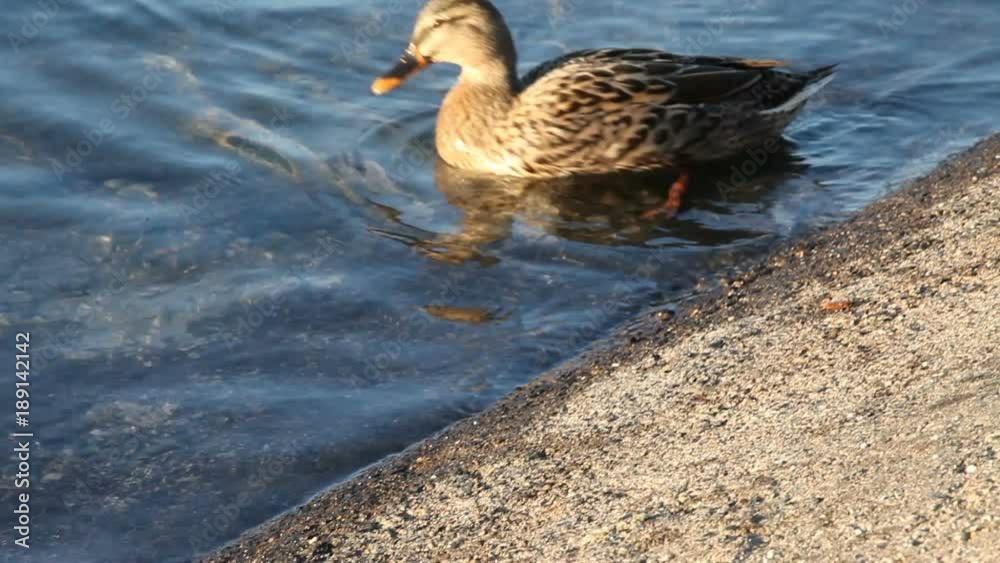 On a cold, sunny December day, some mallards (Anas platyrhynchos) are swimming in the icy waters of the river Ticino, in Italy. On a cold, sunny December day, some mallards (Anas platyrhynchos) are swimming in the icy waters of the river Ticino, in Italy.