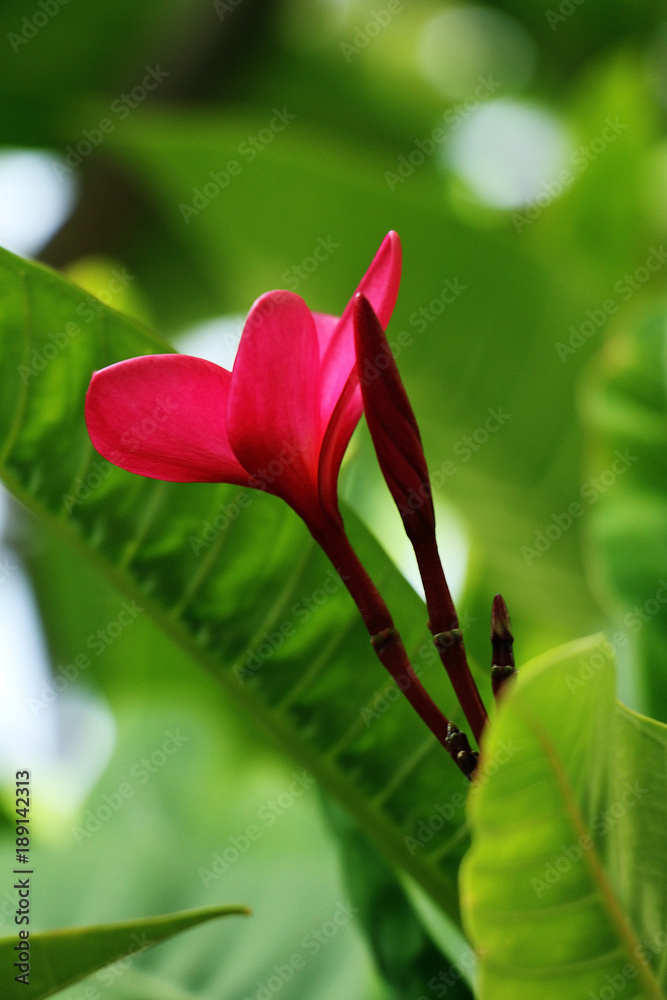 Red blooming flower of tropical Plumeria among green leaves on a tree Red blooming flower of tropical Plumeria among green leaves on a tree
