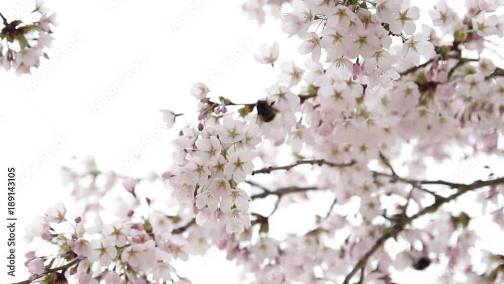Spa Cherry blossom detailed on white background Spa Cherry blossom detailed on white background