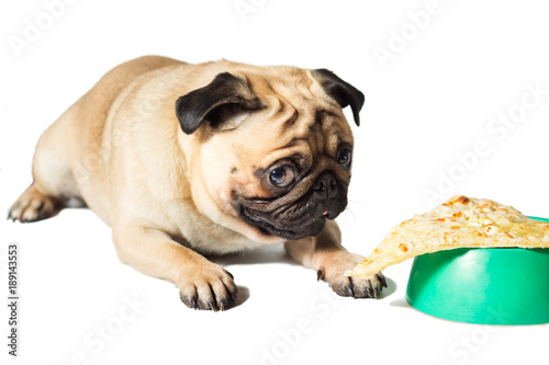 pug looking to slice of pizza on a green bowl © Pereginskaya