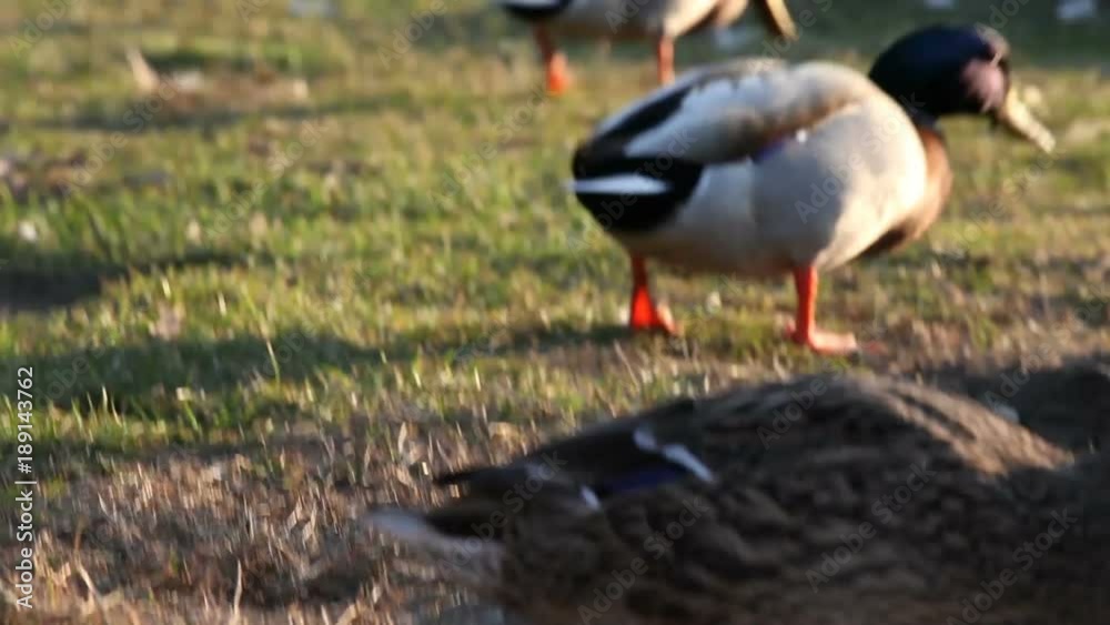 On a cold, sunny December day, some mallards (Anas platyrhynchos) are swimming in the icy waters of the river Ticino, in Italy. On a cold, sunny December day, some mallards (Anas platyrhynchos) are swimming in the icy waters of the river Ticino, in Italy.