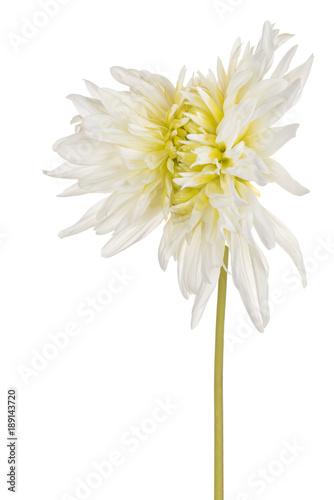 Fototapeta Naklejka Na Ścianę i Meble -  dahlia flower isolated