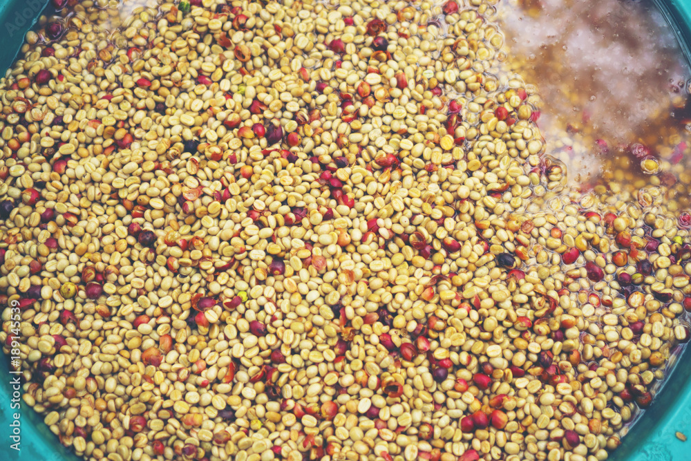 coffee beans process in Thailand coffee beans process in Thailand