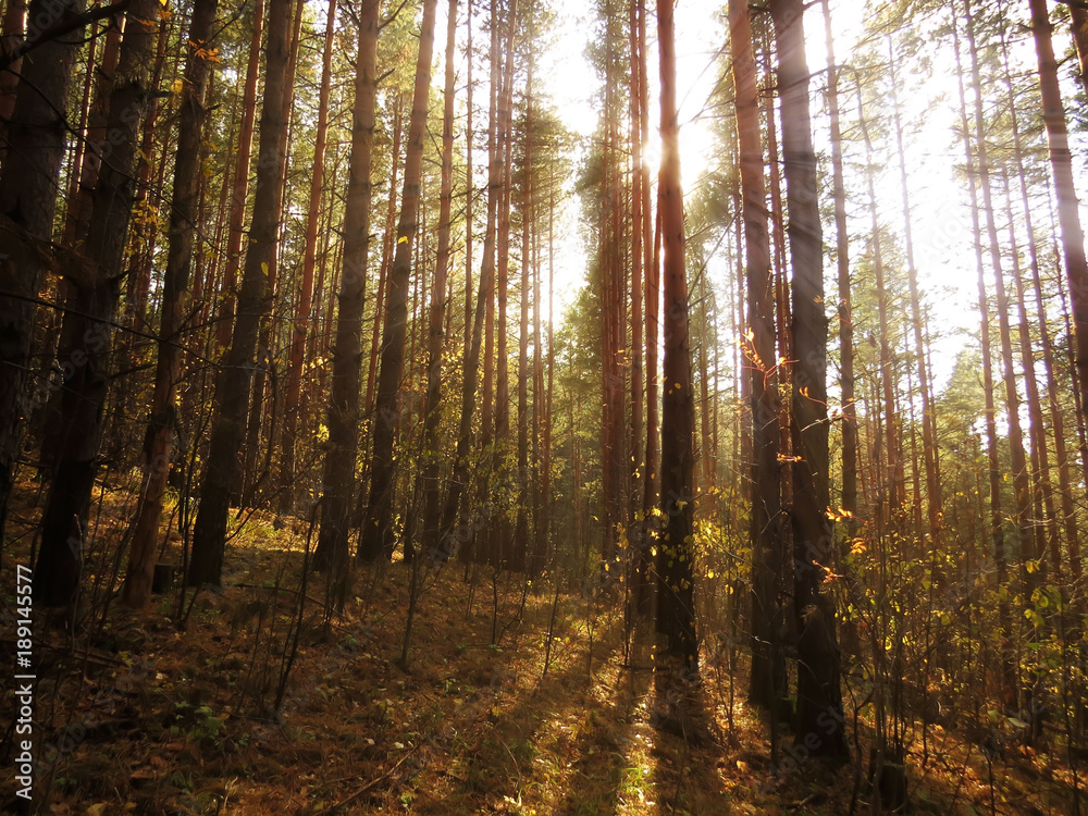 Obraz premium autumn forest in the Altai Republic