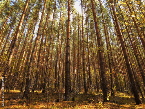 autumn forest in the Altai Republic