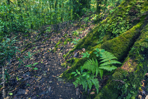 tropical forest in green color tone process filter photo