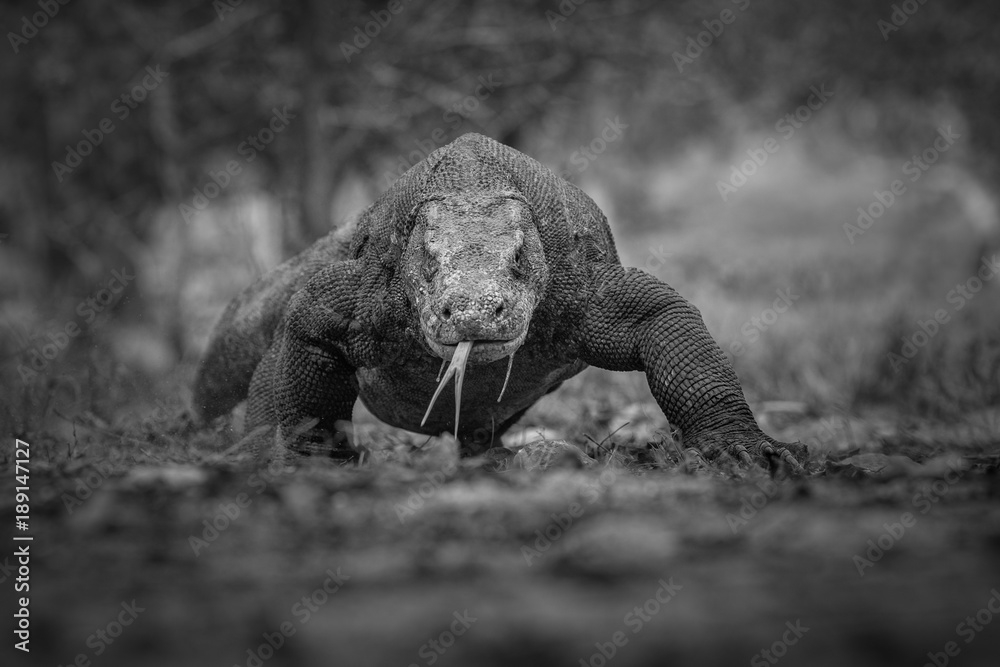 Naklejka premium Artistic, black and white photo of prehistoric komodo dragon, Varanus komodoensis, for fineart prints, close up to photographer with a touch of beautiful nature environment. 