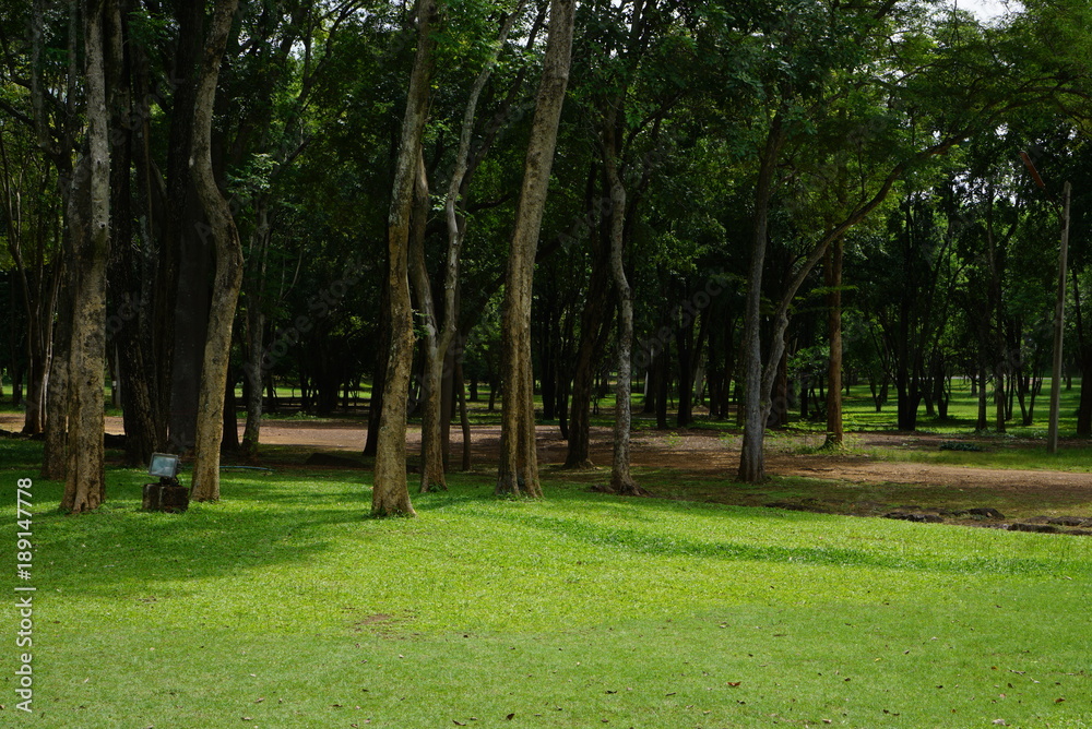 Beautiful nature A lawn with trees. 
