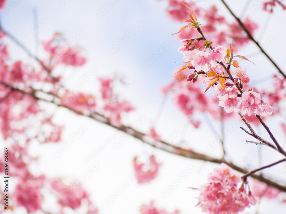 Natural pink Thai cherry blossom flower for background Natural pink Thai cherry blossom flower for background
