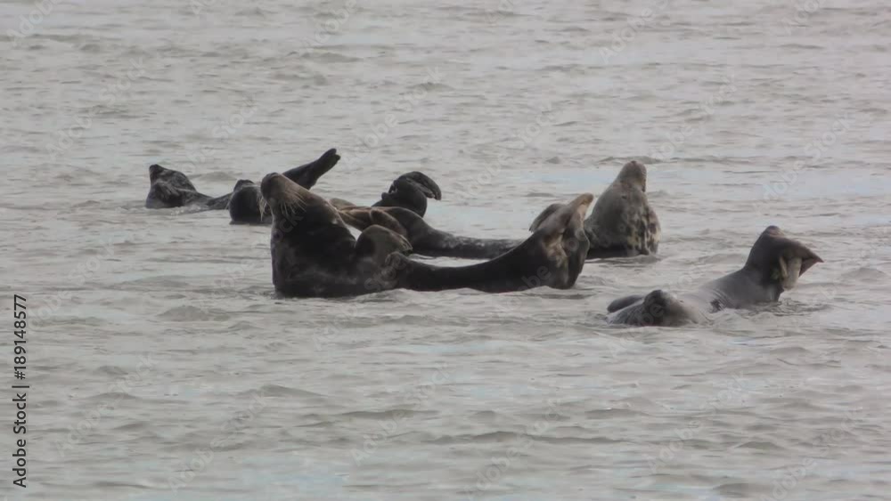 Phoque gris (Halichoerus grypus) en Baie d'Authie à Berck-sur-mer Phoque gris (Halichoerus grypus) en Baie d'Authie à Berck-sur-mer