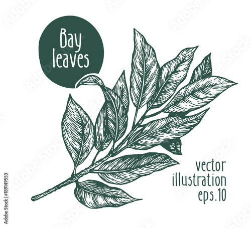 Bay leaves. Vector illustration for design menu, packaging and recipes. Hand drawn vintage illustration.